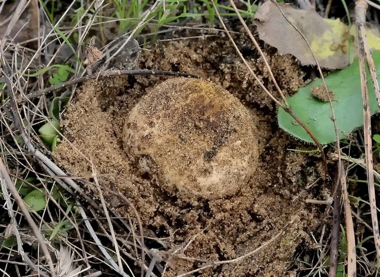 Scleroderma meridionale